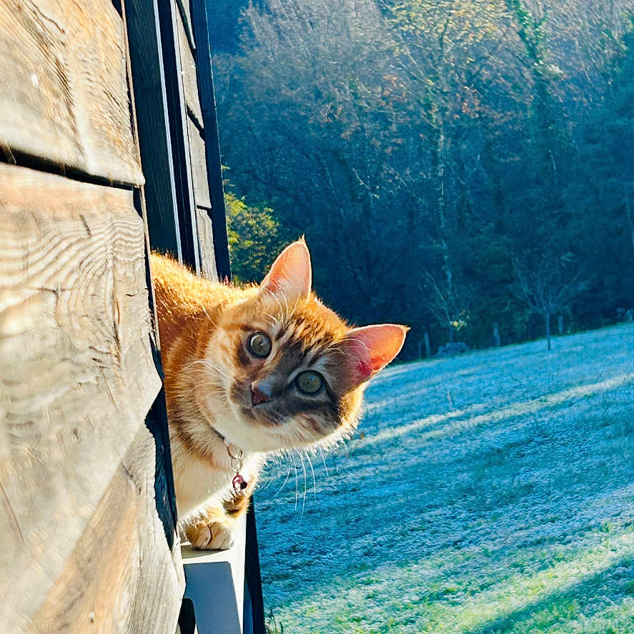 Tigrou a rejoint le concours — aidez-le/la à gagner de superbes lots ! animal, cat, face, head, kitten, landscape, manx, nature, outdoors, person, pet, photography, plant, portrait, scenery, sea, tree, water, waterfront, wood