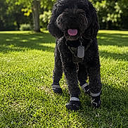 Astro joined the competition — help win amazing prizes! dog, black_dog, curly_fur, grass, outdoor, sunlight, greenery, boots, pet_tag, panting, happy, nature, collar, shadow, park, daytime, animal, canine, playful, fur
