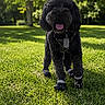 dog, black_dog, curly_fur, grass, outdoor, sunlight, greenery, boots, pet_tag, panting, happy, nature, collar, shadow, park, daytime, animal, canine, playful, fur