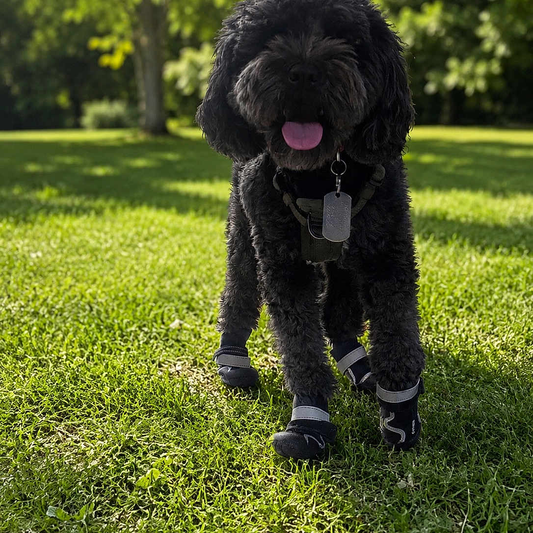 Astro joined the competition — help win amazing prizes! dog, black_dog, curly_fur, grass, outdoor, sunlight, greenery, boots, pet_tag, panting, happy, nature, collar, shadow, park, daytime, animal, canine, playful, fur
