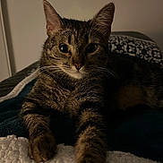 Ellie participe au concours pour gagner de l'argent avec cette photo : animal, bed, blanket, cat, closeup, cozy, curious, cute, domestic, eyes, feline, fur, indoor, paw, pet, relaxed, resting, stretching, tabby, whiskers