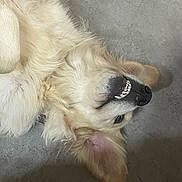 Stella a rejoint le concours — aidez-le/la à gagner de superbes lots ! dog, golden_retriever, lying_down, floor, smiling, teeth, ears, pet, canine, fur, cute, indoor, relaxed, animal, playful, closeup, head, muzzle, tongue_hidden, happy