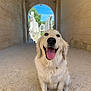 dog, golden_retriever, smiling, tongue_out, sitting, stone_corridor, archway, ruins, outdoor, sunlight, happy, pet, canine, mammal, nature, blue_sky, architecture, ancient, walking_path, fur