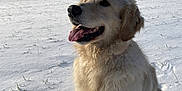 Stella participe au concours pour gagner de l'argent avec cette photo : dog, golden_retriever, snow, field, outdoor, sunlight, winter, tongue_out, happy, pet, animal, nature, fur, sitting, landscape, blue_sky, scenic, trees, hill, daylight