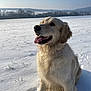 dog, golden_retriever, snow, field, outdoor, sunlight, winter, tongue_out, happy, pet, animal, nature, fur, sitting, landscape, blue_sky, scenic, trees, hill, daylight