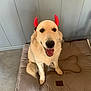 dog, golden_retriever, pet_bed, red_horns, tongue_out, happy, indoor, floor, cushion, wall, canine, smiling, animal, playful, costume, fur, paw, domestic_animal, sitting, cute