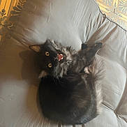 Krokmou participe au concours pour gagner de l'argent avec cette photo : black_cat, fluffy_cat, cat, pet, animal, fur, cushion, gray_cushion, indoor, tile_floor, patterned_tiles, looking_up, mouth_open, wide_eyes, relaxed, curled_up, feline, domestic_animal, cute, cozy