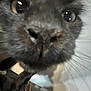 Krokmou a rejoint le concours — aidez-le/la à gagner de superbes lots ! cat, close_up, curious, whiskers, face, nose, eyes, fur, indoor, pet, animal, close, muzzle, blurred, funny, domestic, feline, looking, snout, whisker