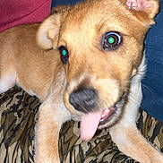 Coors joined the competition — help win amazing prizes! puppy, dog, tongue, playful, pet, animal, cute, brown, fur, ears, blanket, pattern, indoor, young, canine, lying_down, front_paws, closeup, expression, domestic