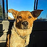 dog, pet, canine, car_interior, sunlight, golden_fur, ear_flop, collar, tag, window, blue_sky, shadow, portrait, animal, domestic_animal, sitting, looking_at_camera, daylight, vehicle, backseat