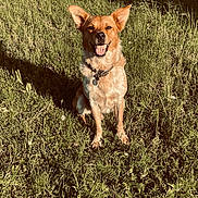 Coors is registered to the contest to win money with this photo: animal, canine, collar, daylight, dog, ears, field, fur, grass, greenery, happy, mammal, nature, outdoor, pet, portrait, sitting, smile, sunlight, tongue