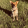 animal, canine, collar, daylight, dog, ears, field, fur, grass, greenery, happy, mammal, nature, outdoor, pet, portrait, sitting, smile, sunlight, tongue