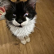 Grayson joined the competition — help win amazing prizes! black_and_white, blue_eye, cat, close_up, curious, domestic_cat, ears, eye_reflection, floor, fur, hardwood_floor, indoor, kitten, looking_up, paws, pet, portrait, portrait_photography, tuxedo_cat, whiskers