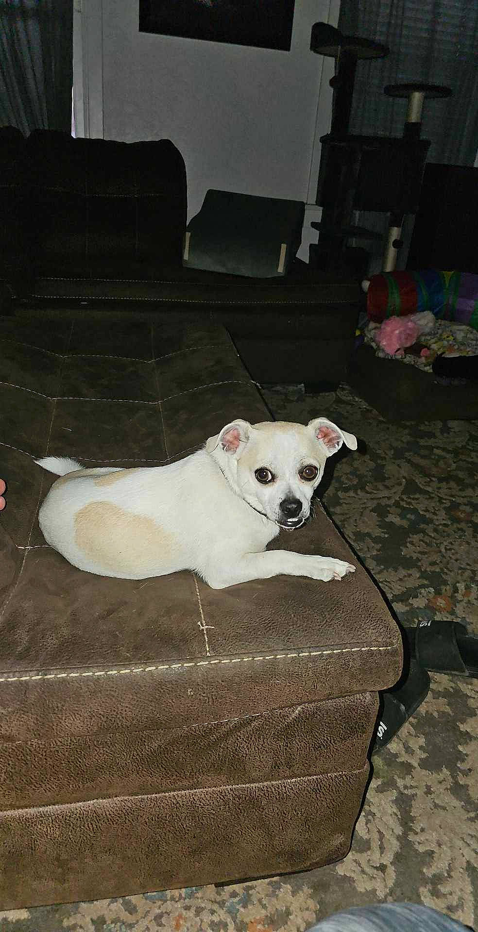 Sancho is registered to the contest to win money with this photo: canidae, carnivore, chair, collar, companion_dog, couch, dog, dog_breed, dog_supply, fawn, flooring, furniture, hardwood, non_sporting_group, pet_supply, snout, sporting_group, tail, white, working_animal