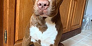 Aïko participe au concours pour gagner de l'argent avec cette photo : dog, brown_dog, white_chest_patch, sitting, kitchen, tile_floor, wooden_cabinets, pet, indoor, animal, canine, ears_up, looking_at_camera, floor, tail, paw, domestic_animal, companion, alert, young_dog