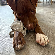 Aïko participe au concours pour gagner de l'argent avec cette photo : puppy, dog, brown_dog, white_paw, plush_toy, floor, indoor, pet, animal, cute, playful, looking_up, wooden_floor, domestic, young_dog, close_up, canine, pet_toy, relaxed, adorable