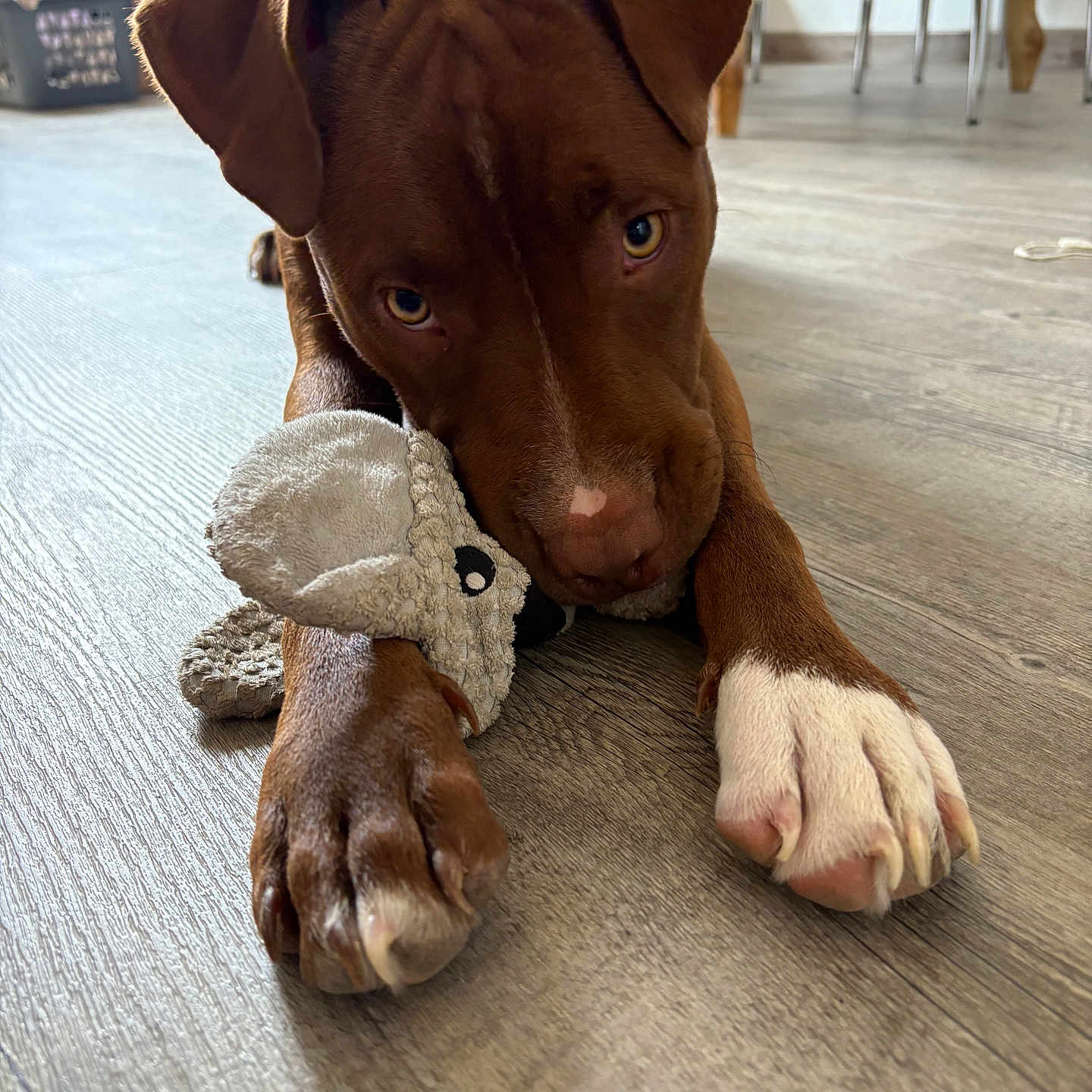 Aïko participe au concours pour gagner de l'argent avec cette photo : adorable, animal, brown_dog, canine, close_up, cute, dog, domestic, floor, indoor, looking_up, pet, pet_toy, playful, plush_toy, puppy, relaxed, white_paw, wooden_floor, young_dog