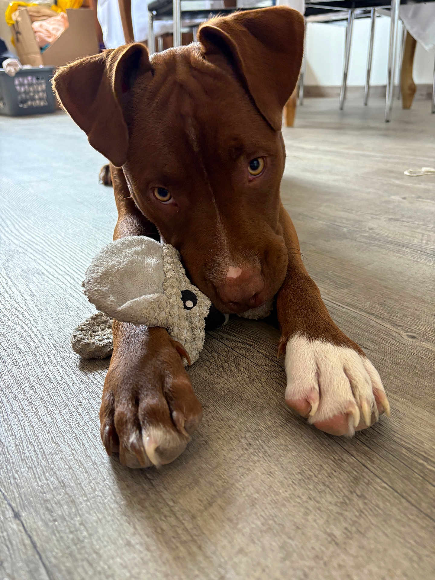 Aïko participe au concours pour gagner de l'argent avec cette photo : puppy, dog, brown_dog, white_paw, plush_toy, floor, indoor, pet, animal, cute, playful, looking_up, wooden_floor, domestic, young_dog, close_up, canine, pet_toy, relaxed, adorable