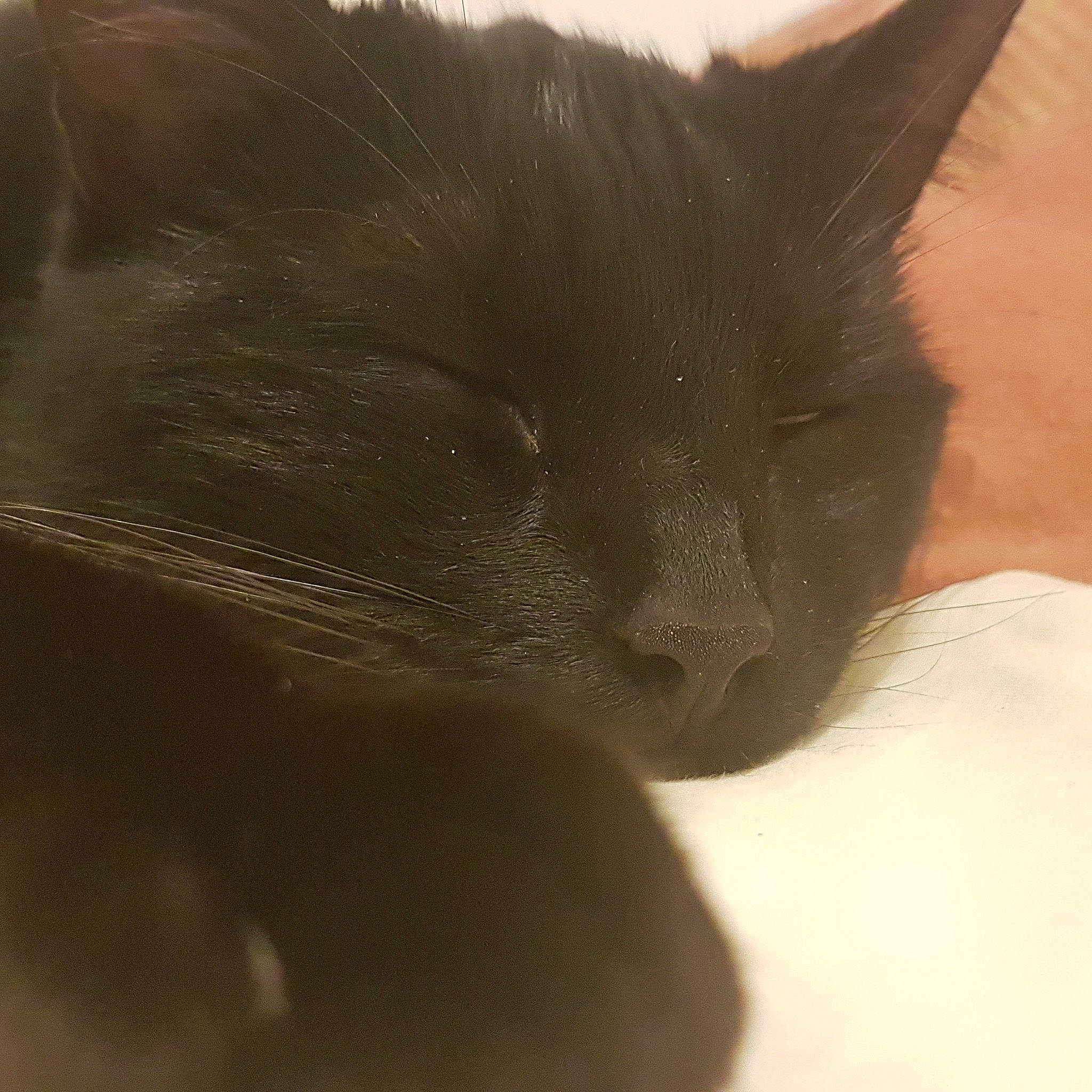 Réglisse a rejoint le concours — aidez-le/la à gagner de superbes lots ! black_cat, carnivore, cat, cloud, comfort, domestic_short_haired_cat, ear, felidae, fur, iris, sky, small_to_medium_sized_cats, snout, tail, whiskers