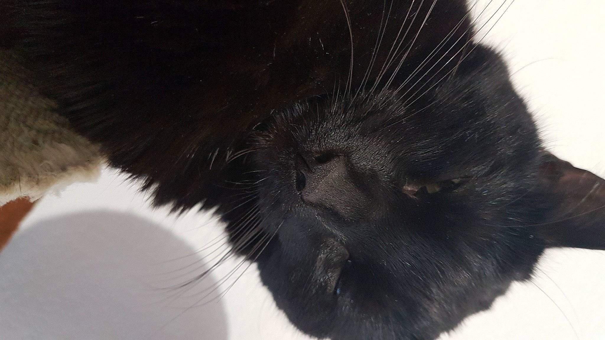 Réglisse a rejoint le concours — aidez-le/la à gagner de superbes lots ! black_cat, carnivore, cat, domestic_short_haired_cat, eye, felidae, fur, hair, monochrome_photography, small_to_medium_sized_cats, snout, tail, terrestrial_animal, whiskers, wildlife