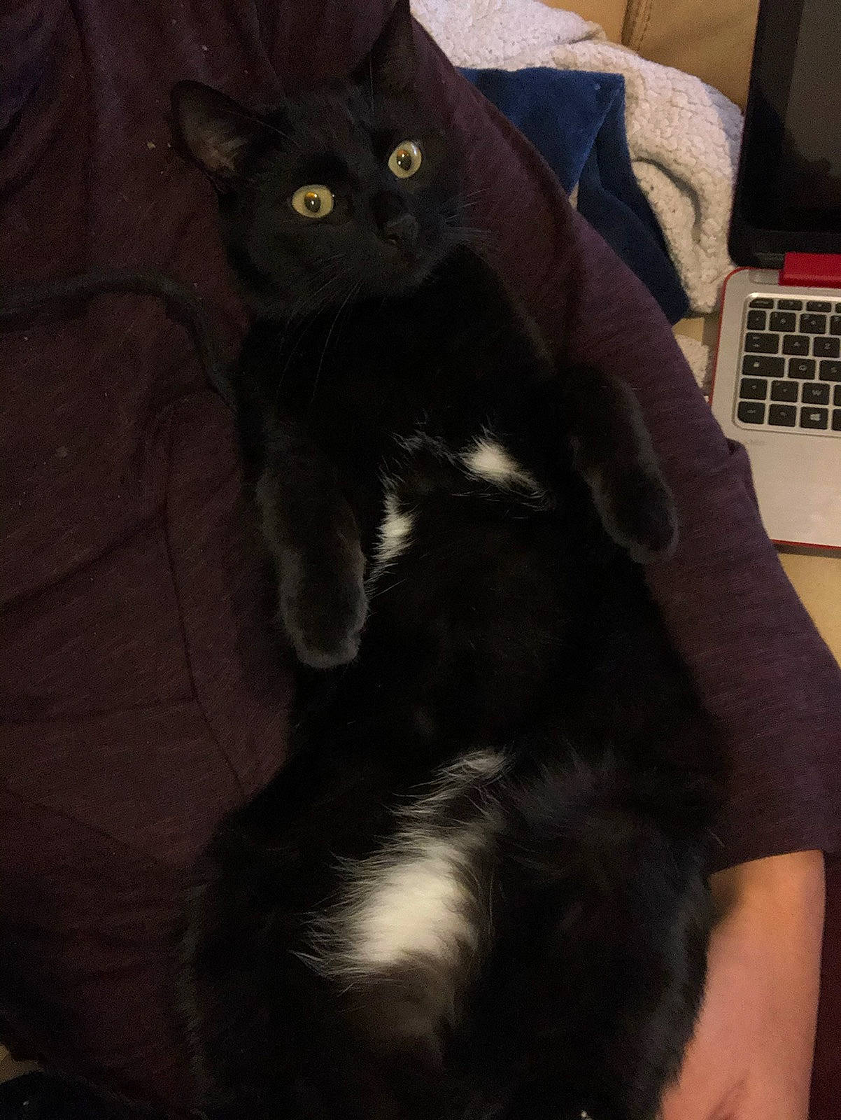 Réglisse participe au concours pour gagner de l'argent avec cette photo : black_cat, bombay, carnivore, cat, claw, comfort, communication_device, domestic_short_haired_cat, felidae, fur, lap, laptop, mammal, office_equipment, paw, portable_communications_device, small_to_medium_sized_cats, snout, tail, whiskers