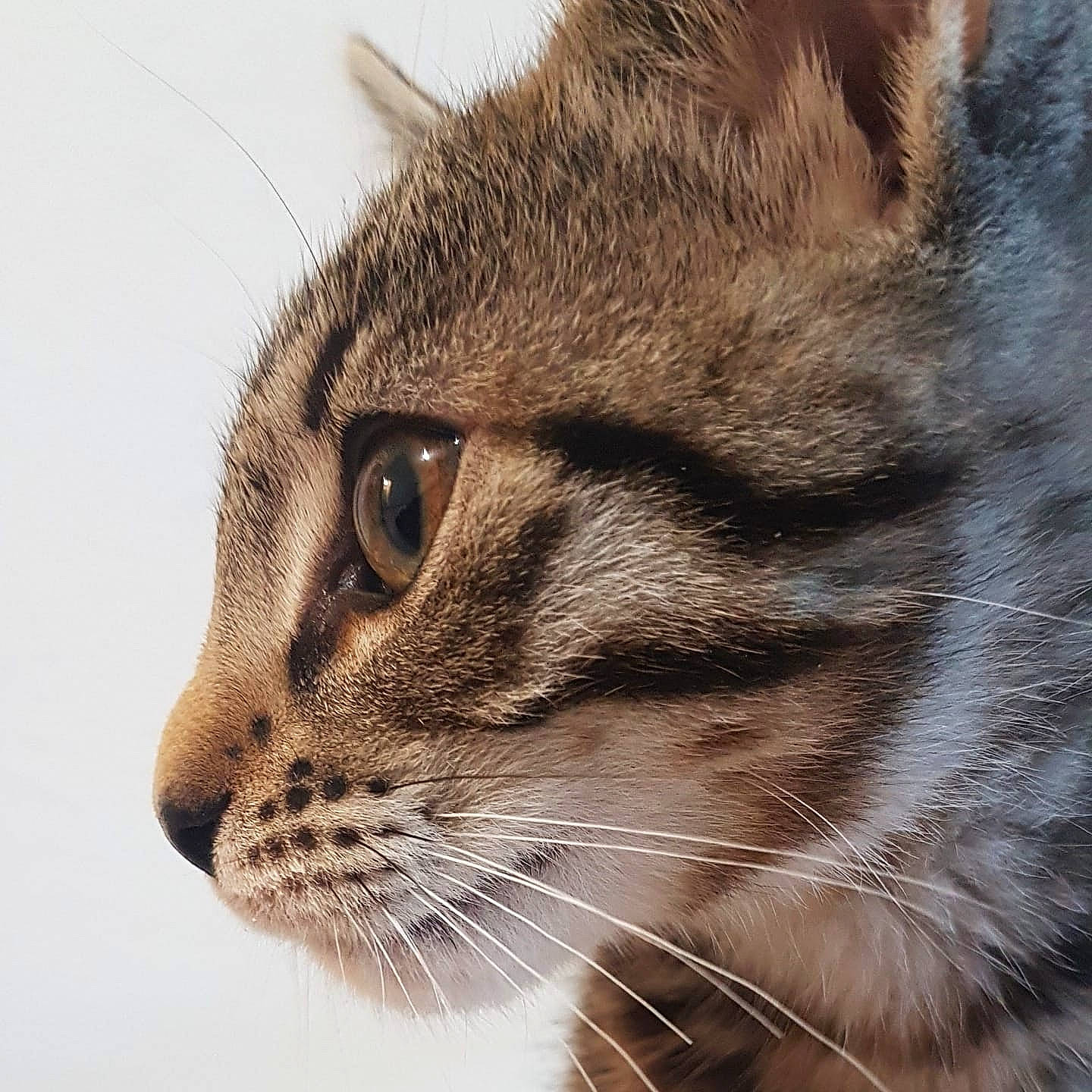 Brume participe au concours pour gagner de l'argent avec cette photo : carnivore, cat, domestic_short_haired_cat, eye, face, felidae, fur, grass, hair, head, human_body, macro_photography, paw, plant, small_to_medium_sized_cats, snout, terrestrial_animal, whiskers, wildlife, window