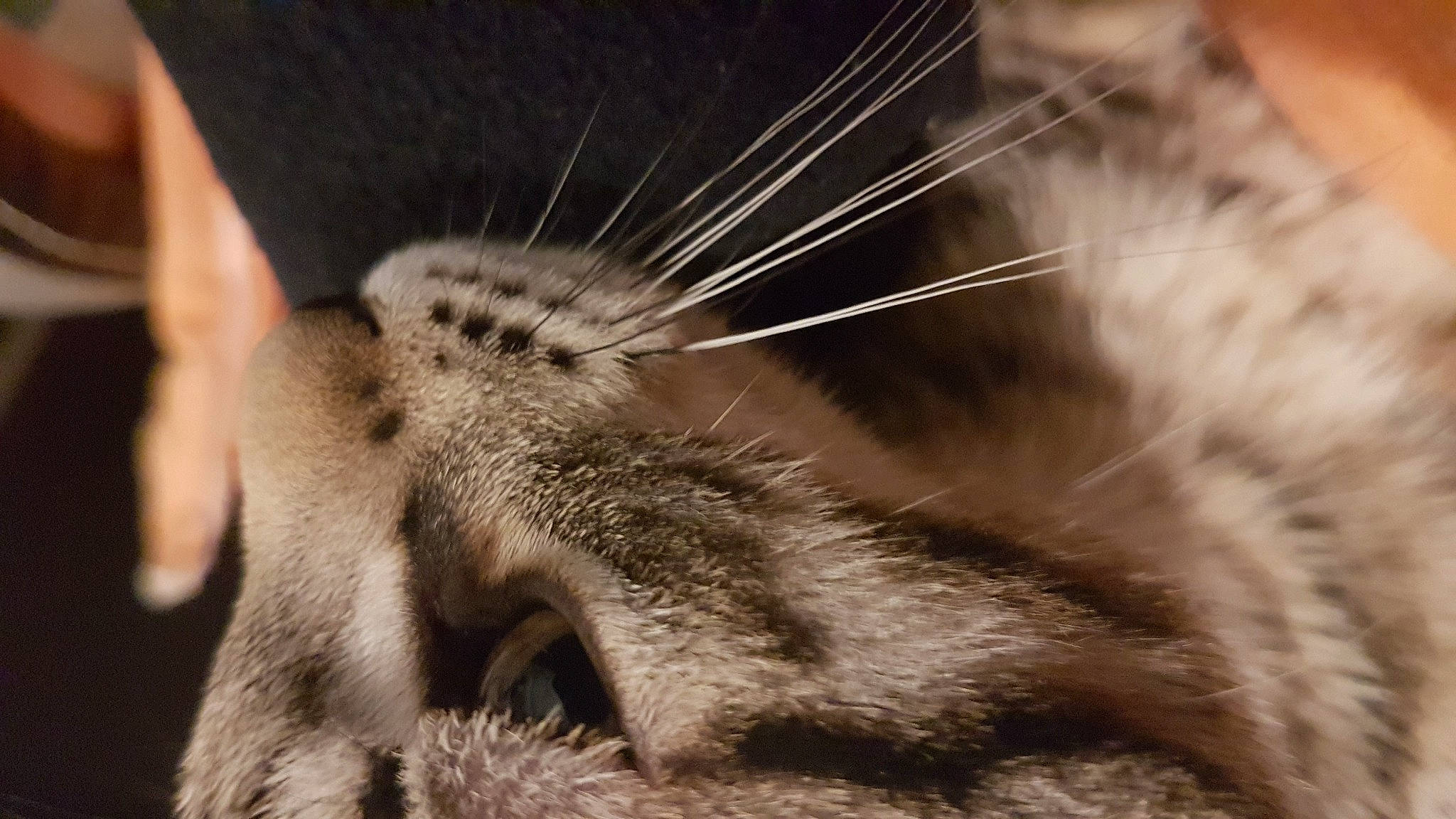 Brume participe au concours pour gagner de l'argent avec cette photo : carnivore, cat, claw, close_up, domestic_short_haired_cat, eye, fawn, felidae, foot, fur, head, human_body, human_leg, paw, small_to_medium_sized_cats, snout, tail, terrestrial_animal, whiskers, wildlife