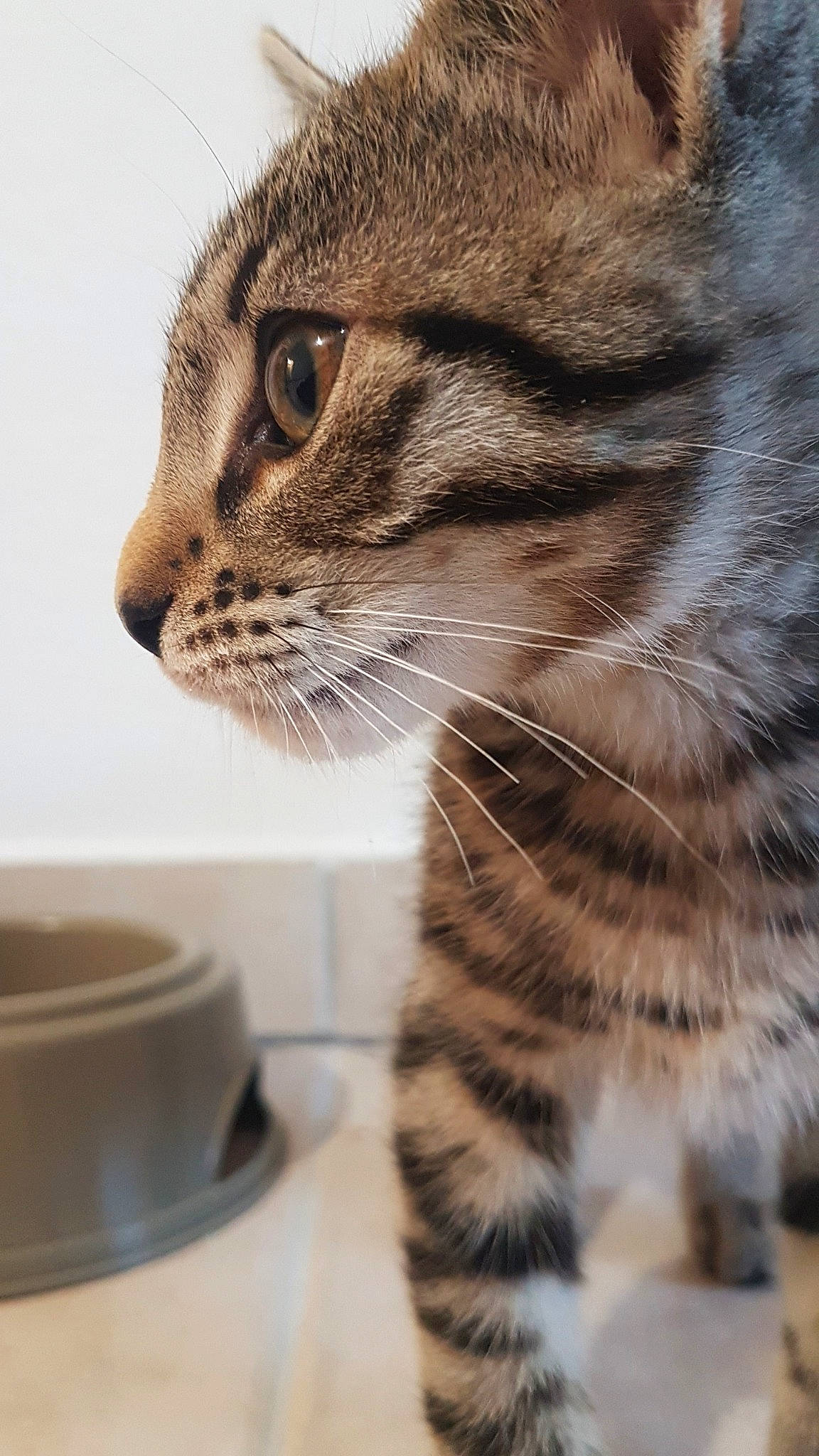 Brume a rejoint le concours — aidez-le/la à gagner de superbes lots ! carnivore, cat, close_up, cup, dishware, domestic_short_haired_cat, earthenware, eye, fawn, felidae, fur, head, paw, pottery, serveware, small_to_medium_sized_cats, snout, terrestrial_animal, whiskers, wildlife