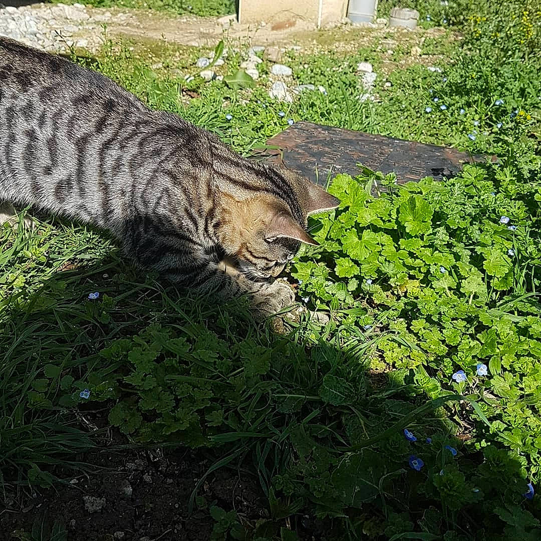 Brume a rejoint le concours — aidez-le/la à gagner de superbes lots ! big_cats, carnivore, cat, domestic_short_haired_cat, felidae, fur, grass, groundcover, natural_landscape, nature_reserve, plant, shrub, small_to_medium_sized_cats, snout, tail, terrestrial_animal, tree, trunk, whiskers, wildlife