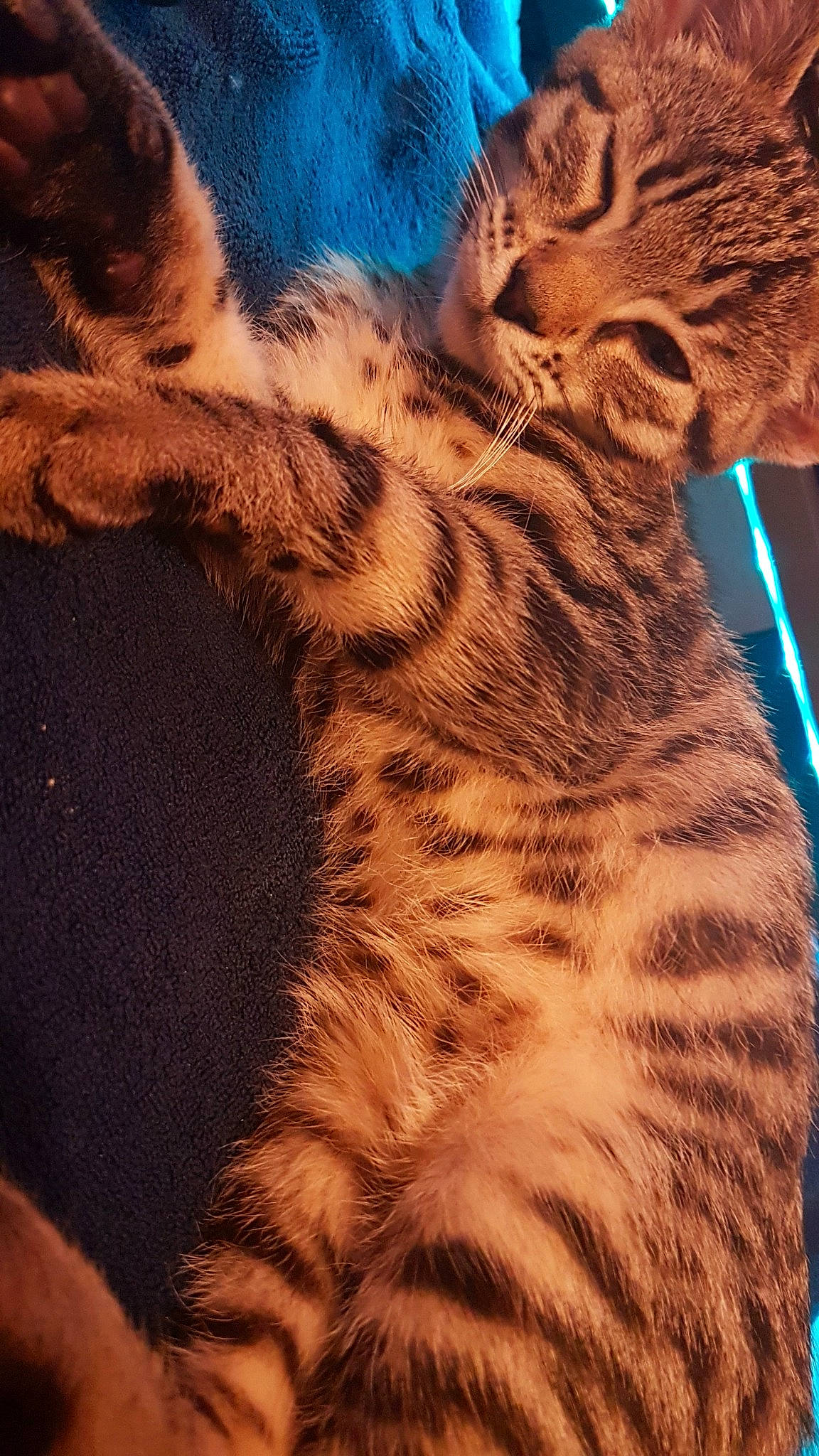 Brume participe au concours pour gagner de l'argent avec cette photo : bengal_tiger, big_cats, carnivore, fawn, felidae, fur, human_body, pattern, paw, peach, sky, small_to_medium_sized_cats, snout, tail, terrestrial_animal, tiger, whiskers, wildlife, wing, wood