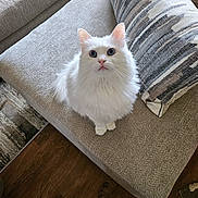 Qtip joined the competition — help win amazing prizes! cat, white_cat, blue_eyes, fluffy, couch, pillow, indoor, living_room, wooden_floor, fur, pet, animal, looking_up, curious, soft_light, texture, cozy, home, furniture, cute