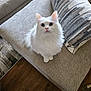 cat, white_cat, blue_eyes, fluffy, couch, pillow, indoor, living_room, wooden_floor, fur, pet, animal, looking_up, curious, soft_light, texture, cozy, home, furniture, cute