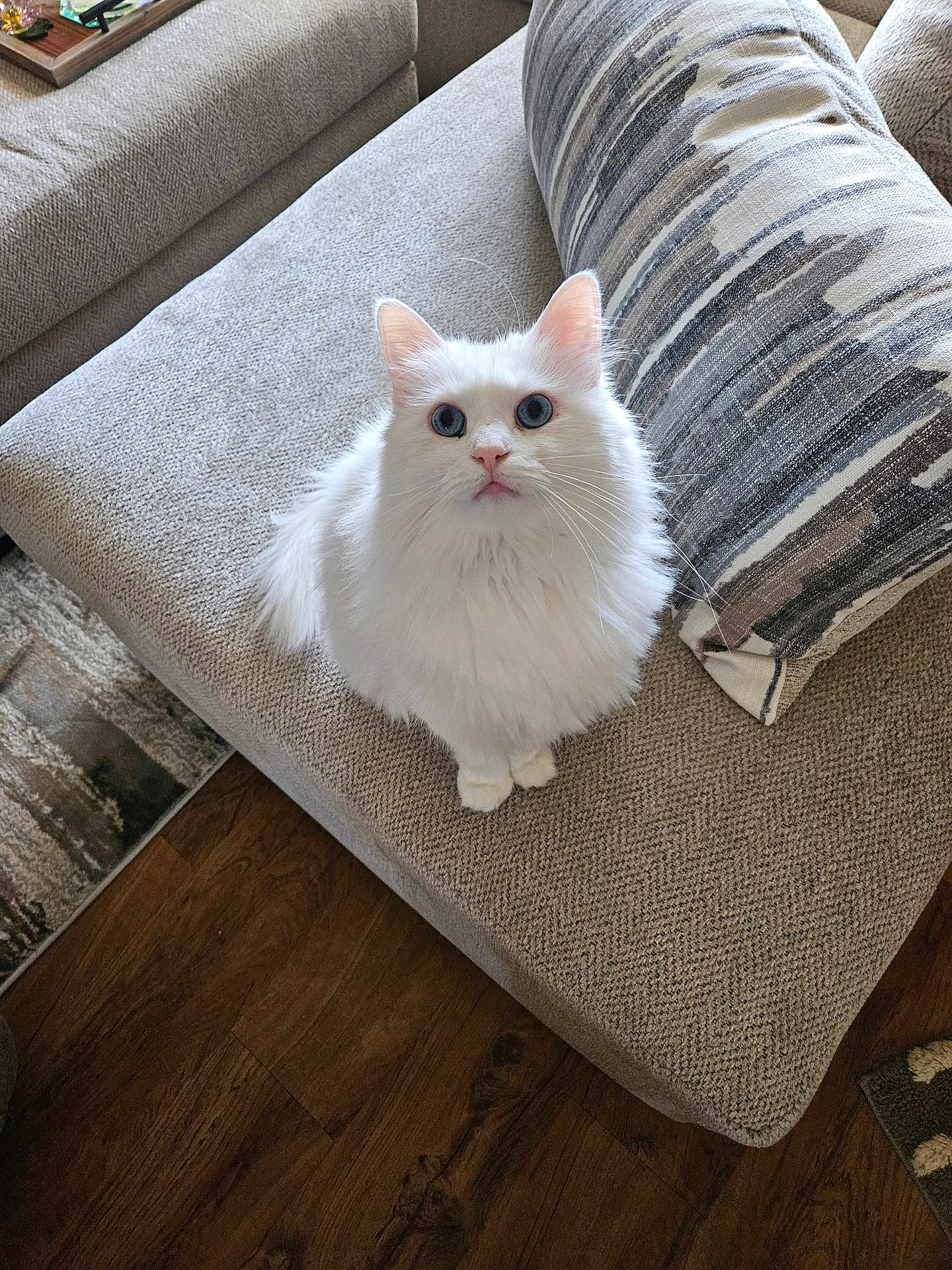 Qtip joined the competition — help win amazing prizes! cat, white_cat, blue_eyes, fluffy, couch, pillow, indoor, living_room, wooden_floor, fur, pet, animal, looking_up, curious, soft_light, texture, cozy, home, furniture, cute