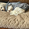Ellie Rose joined the competition — help win amazing prizes! bed, brown, comfort, couch, cozy, cute_outfit, dog, fur, furry_pet, home, indoor, napping, pet_clothing, quilted_bedspread, relaxed, resting, sleeping, small_dog, tail, white_dog
