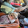 Ellie Rose is registered to the contest to win money with this photo: beverage, blanket, car, collar, cup, dog, driving, elderly, glasses, interior, man, mustache, pet_bed, seat, side_mirror, steering_wheel, sunlight, sweater, trees, window