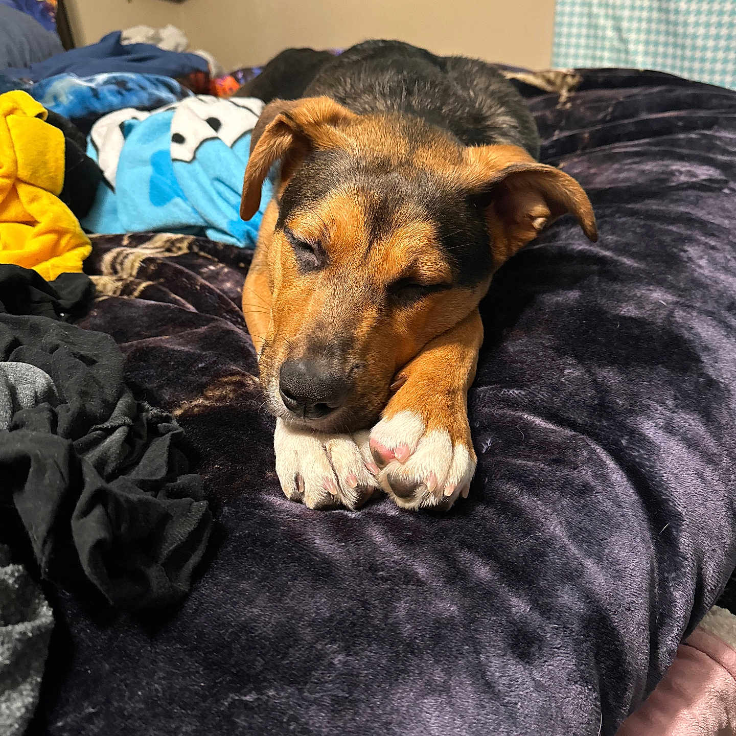 Darla Mae is registered to the contest to win money with this photo: animal, bed, black, blanket, brown, cozy, cute, decor, dog, fur, home, indoor, nap, paws, pet, relaxing, resting, sleeping, soft, wall_art