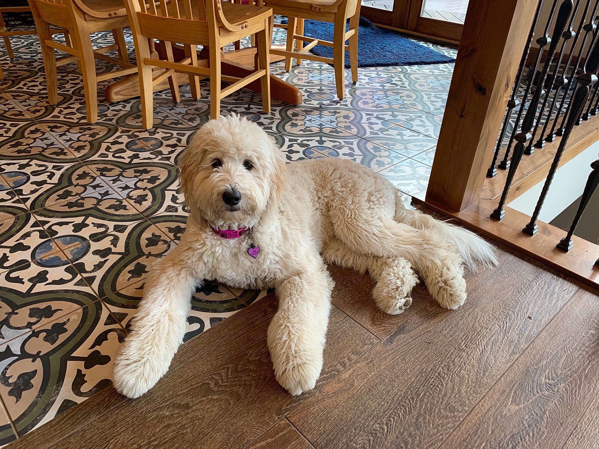 Ziva The Diva is registered to the contest to win money with this photo: canidae, carnivore, companion_dog, dog, dog_breed, floor, flooring, fur, goldendoodle, hardwood, home, poodle, sporting_group, terrier, toy_dog, water_dog, wood, wood_flooring, wood_stain, working_animal