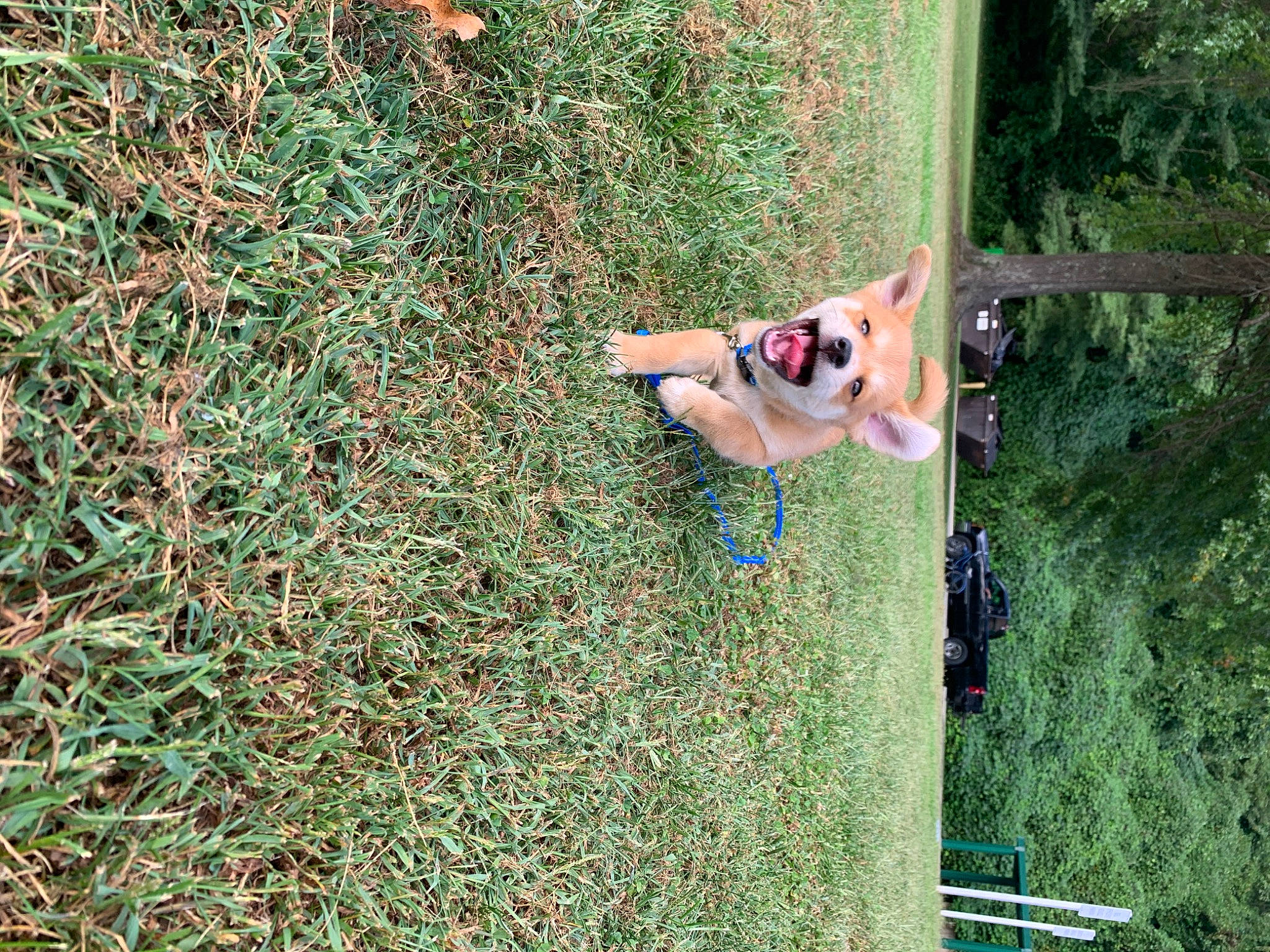 Lassie joined the competition — help win amazing prizes! adventure, canidae, carnivore, companion_dog, dog, dog_breed, fawn, fun, grass, groundcover, house, landscape, leisure, people_in_nature, plant, recreation, shrub, soil, tail, tree