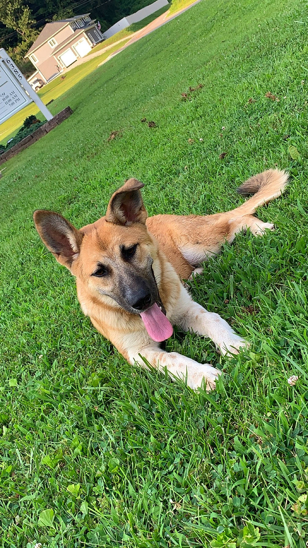 Cleo is registered to the contest to win money with this photo: canidae, carnivore, companion_dog, dog, dog_breed, fawn, german_shepherd_dog, grass, grassland, groundcover, herbaceous_plant, herding_dog, plant, snout, sporting_group, tail, tent, terrestrial_animal, working_animal, working_dog