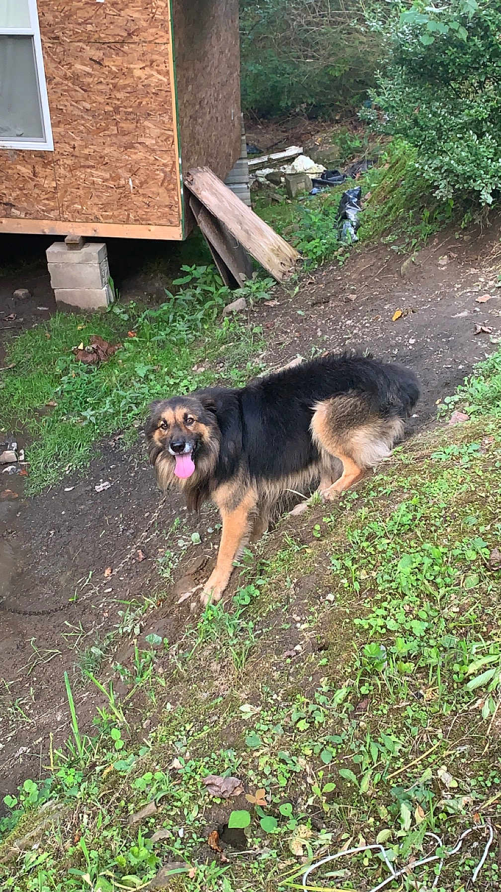 Bear