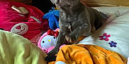 Pibble is registered to the contest to win money with this photo: puppy, dog, plush_toy, bed, blanket, wooden_wall, indoor, cute, pet, cozy, stuffed_animal, colorful, animal, soft, young_dog, companion, resting, furniture, toy, comfort
