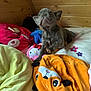 puppy, dog, plush_toy, bed, blanket, wooden_wall, indoor, cute, pet, cozy, stuffed_animal, colorful, animal, soft, young_dog, companion, resting, furniture, toy, comfort