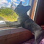 dog, french_bulldog, window, mesh_screen, collar, gold_chain, blanket, cherry_pattern, indoor, wooden_wall, sky, clouds, trees, greenery, pet, curious, daylight, standing, looking_out, cozy