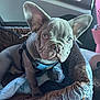 french_bulldog, puppy, dog, pet_bed, car_interior, leash, harness, ears, face, fur, cute, animal, pet, sitting, window, seat, travel, domestic_animal, young, looking