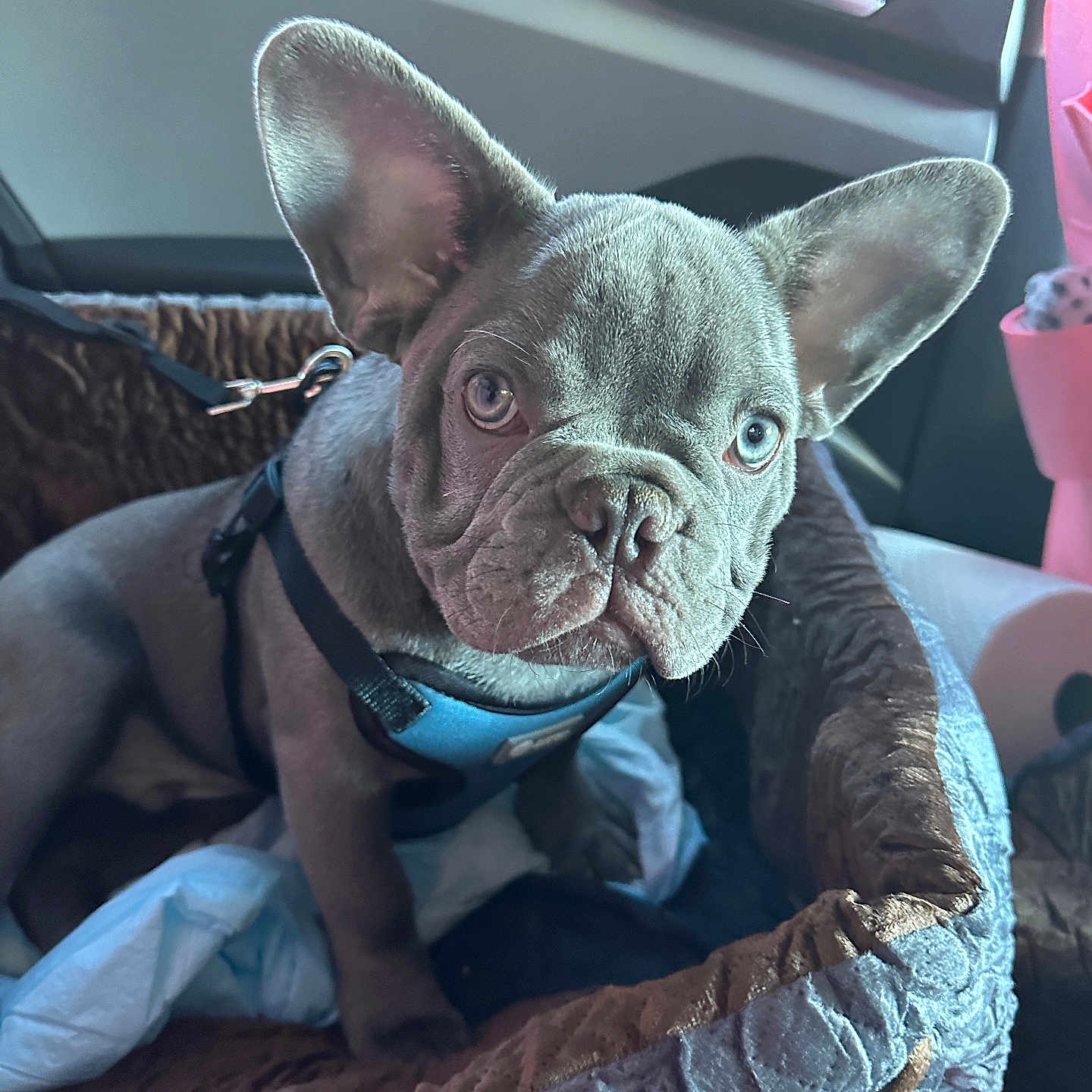 Pibble is registered to the contest to win money with this photo: animal, car_interior, cute, dog, domestic_animal, ears, face, french_bulldog, fur, harness, leash, looking, pet, pet_bed, puppy, seat, sitting, travel, window, young