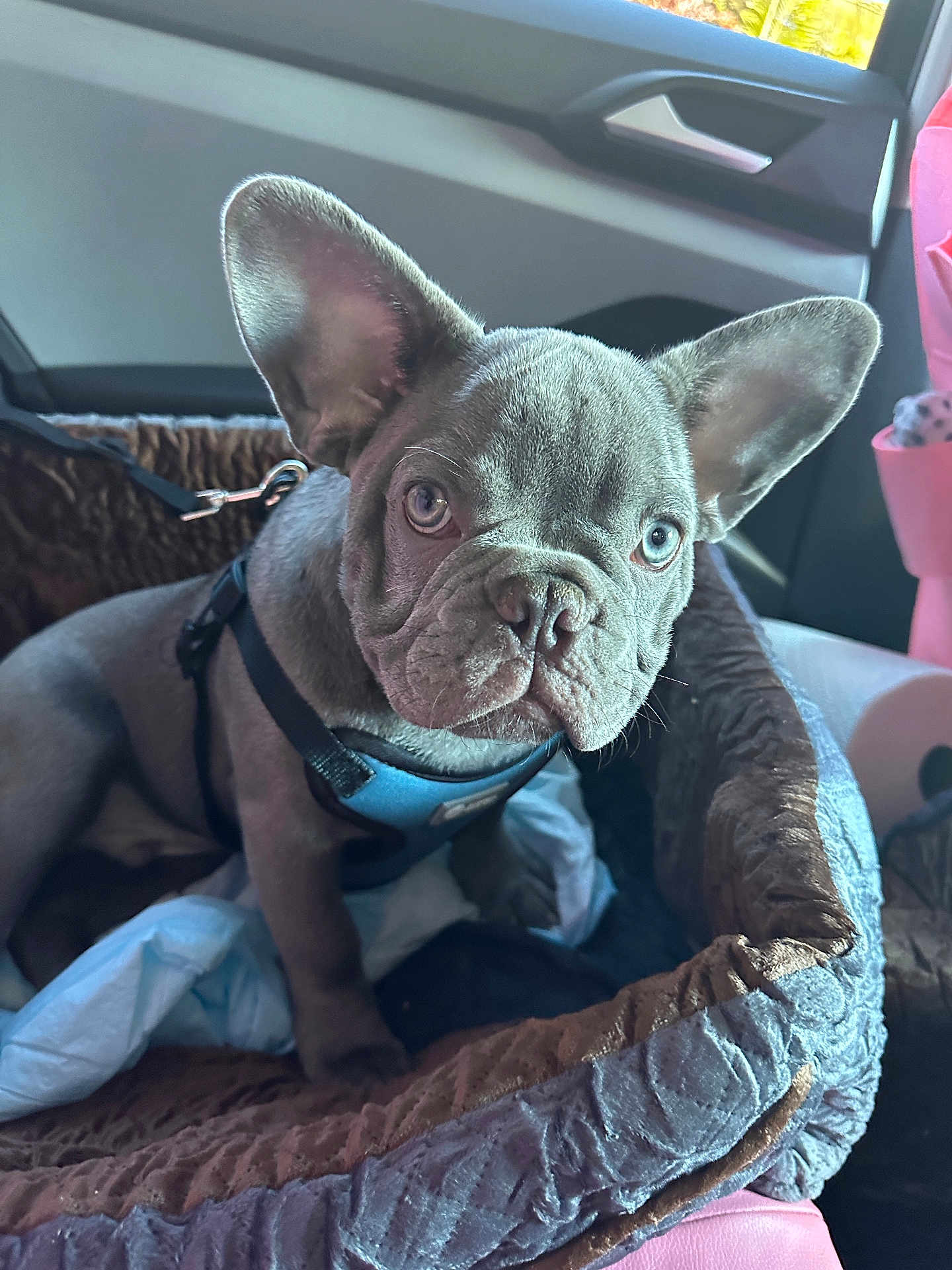 Pibble