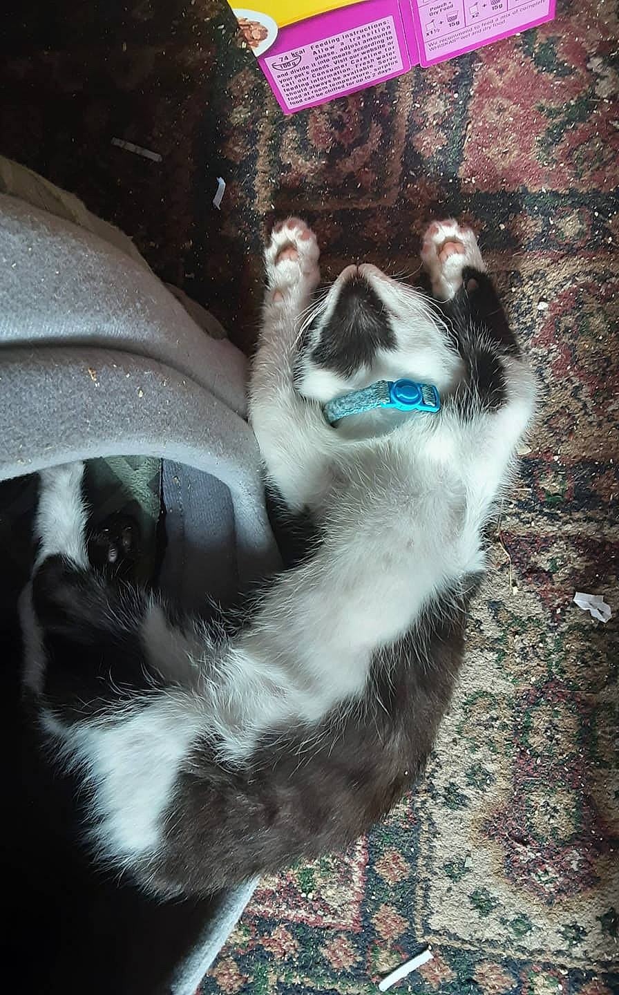 Fang joined the competition — help win amazing prizes! art, canidae, carnivore, companion_dog, dog_breed, electric_blue, felidae, foot, fur, non_sporting_group, paw, small_to_medium_sized_cats, snout, sporting_group, tail, terrestrial_animal, whiskers