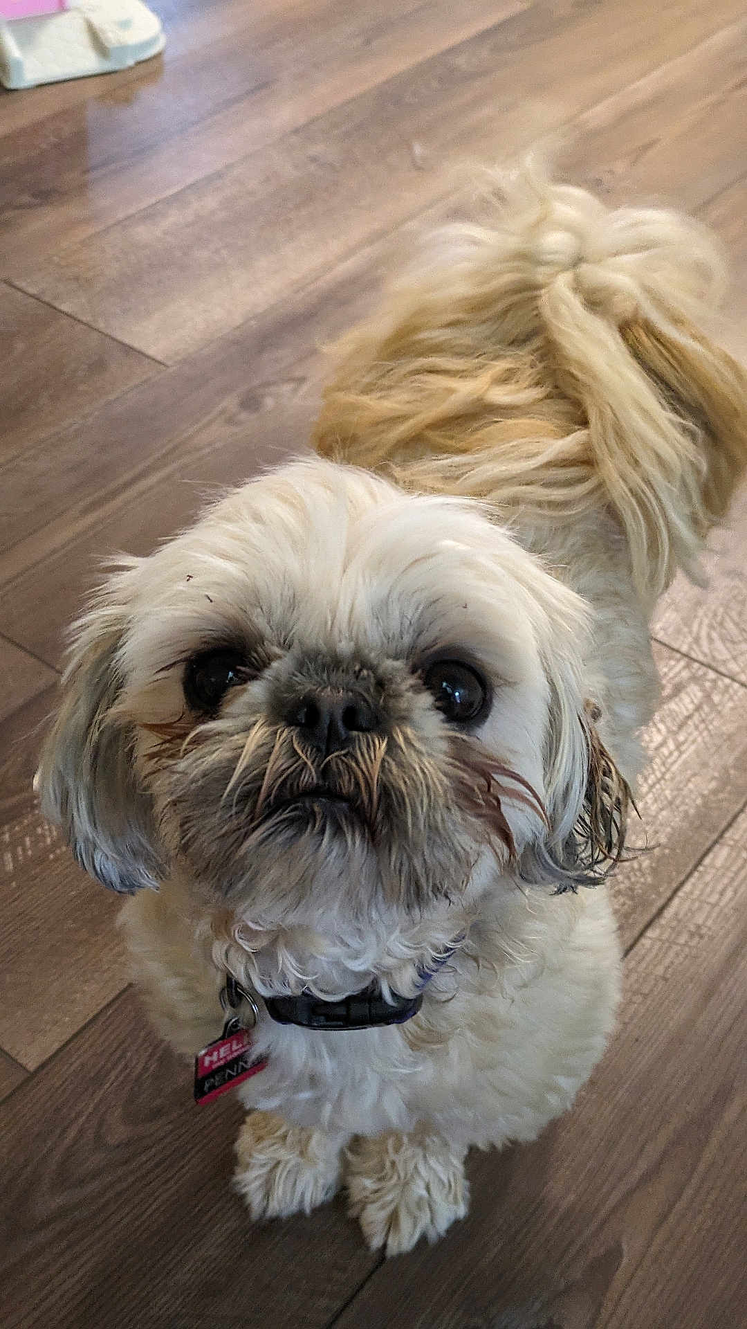 Penny