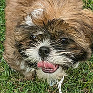 Pudge is registered to the contest to win money with this photo: puppy, dog, grass, leash, tongue_out, brown_fur, white_fur, black_fur, pet, cute, animal, outdoor, closeup, happy, canine, small_dog, fur, snout, nose, playful