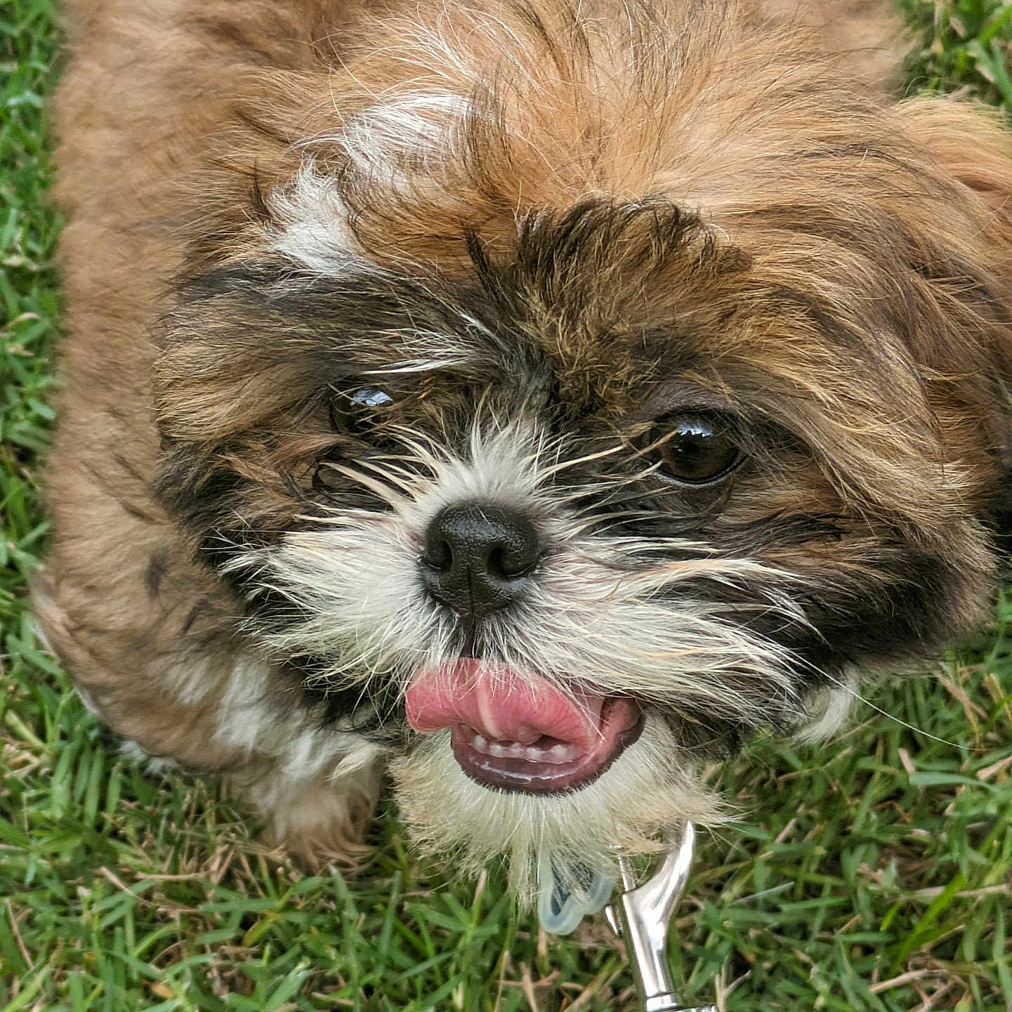 Pudge is registered to the contest to win money with this photo: animal, black_fur, brown_fur, canine, closeup, cute, dog, fur, grass, happy, leash, nose, outdoor, pet, playful, puppy, small_dog, snout, tongue_out, white_fur